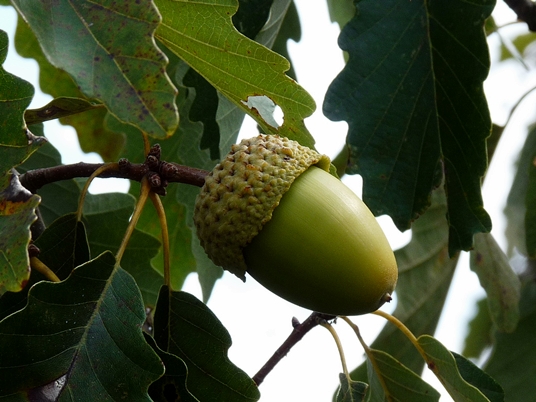 {Quercus montana}